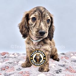 Luke - 3000 - Cream male Dachshund puppy in Houston, Texas from Texas Regal Dachshunds LLC
