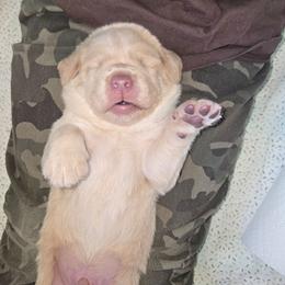Cookie Dough - Yellow male Labrador Retriever puppy in Crystal Lake, Illinois from Lakeside Labradors