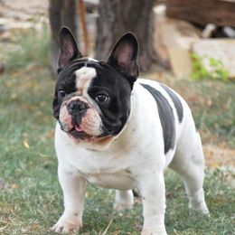 Hoss - French Bulldog