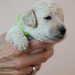 Munchkin - Cream male Goldendoodle puppy in Pleasant Grove, Utah from Canterbury Canines