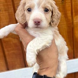 Cream boy - Cream male Dachshund puppy in Bon Air, Tennessee from Clemons Mini Dachshunds of Tennessee
