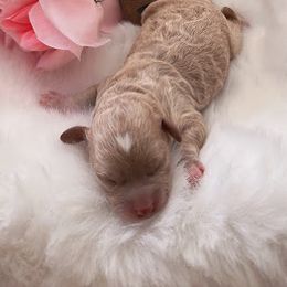 Girl 1 - Apricot Poodle puppy in North Carolina from Baileys Paws and Furs