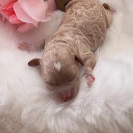 Girl 1 - Apricot Poodle puppy in North Carolina from Baileys Paws and Furs