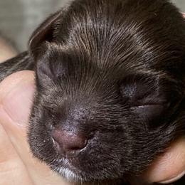 Forest - Brown and white male Cocker Spaniel puppy in Memphis, Tennessee from Cordova Cockers