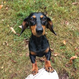 Dachshund Puppies from Laura Stutts' Dachshunds