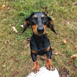 Dachshund Puppies from Laura Stutts' Dachshunds