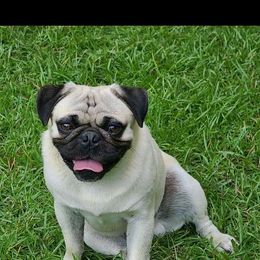 Pugsley - Pug