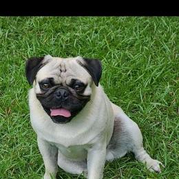 Pugsley - Pug