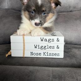 Buddy - Gray and white male American Corgi puppy in Stuart, Iowa from Johnson Family Paws