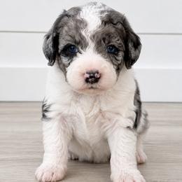 Bernedoodle, Goldendoodle, and Poodle Puppies from Gentle Paw Goldendoodles