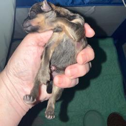 Girl - Chocolate and tan female Pomeranian puppy in Minooka, Illinois from Sheree’s Pomeranians