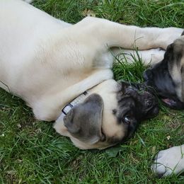 Mastiffs from Mystic Mountain Mastiffs