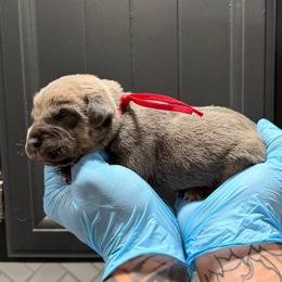 Male 4 - Gray and fawn male Cane Corso puppy in Cashion, Oklahoma from APEXOK Cane Corsos LLC