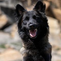 Belgian Tervuren from Golden Wind