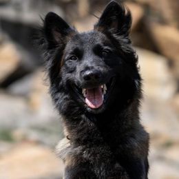 Belgian Tervuren from Golden Wind