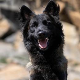 Belgian Tervuren from Golden Wind