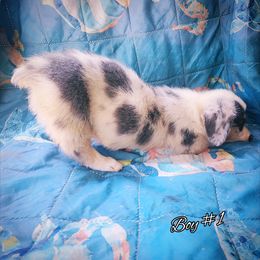Boy 1 - Blue merle and white male American Corgi puppy in Natchitoches. La, Louisiana from Bleu Bayou Corgis
