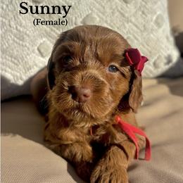 Sunny - Red female Australian Labradoodle puppy in Citrus Heights, California from Elite Blend Labradoodles