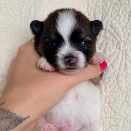 Poe - Wolf sable male Pomeranian puppy in New Plymouth, Idaho from Pawdawan Poms