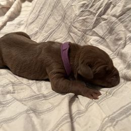 Girl 1 - Chocolate Great Dane puppy in Pennsylvania from Pocono Mountain Great Danes