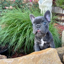 French Bulldog Puppies from Dreampups