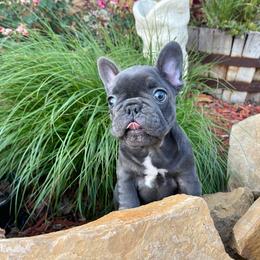 French Bulldog Puppies from Dreampups