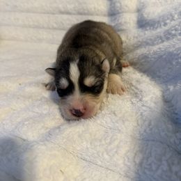 Elsa - Gray and white female Siberian Husky puppy in London, Ohio from Rose Trail Siberian’s