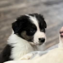 Rowdy - Black tri-color male Australian Shepherd puppy in Sedalia, Missouri from Affinity Aussies