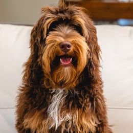 Vitalya - Australian Labradoodle