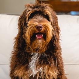 Vitalya - Australian Labradoodle