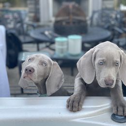Weimaraner Puppies from Silver Spoon Weimaraners
