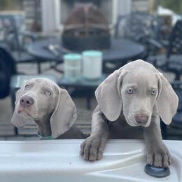 Weimaraner Puppies from Silver Spoon Weimaraners