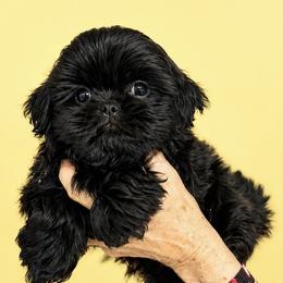 Brody - Black male Shih Tzu puppy in Tallahassee, Florida from Bows and Bow Ties