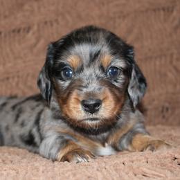 Atlas - Dapple male Dachshund puppy in Stockton, California from Wiggles & Wags Dachshund's