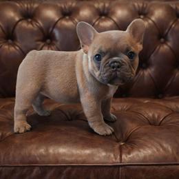 Abby - Blue fawn female French Bulldog puppy in Nashville, Tennessee from Prestigious K9