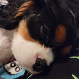 Cavalier King Charles Spaniel Puppies from Cedar Mountain Hounds