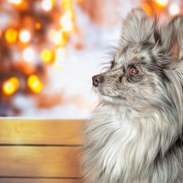 Companion Crosses, Papillons, and Pomeranians from Lovely Ladies and Little Asses Miniature Equines (L3A Pomeranians & Papillons)