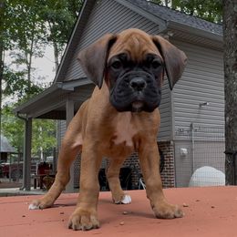 Storm - Fawn female Boxer puppy in Taft, Tennessee from Hillbillie Boxers