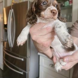 Dachshund Puppies from Dachshundly Perfect