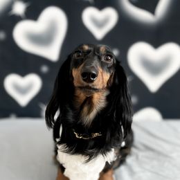 Xaidez - Dachshund