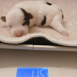 Nehemiah - Parti male Yorkshire Terrier puppy in Humble, Texas from Marnax Yorkshire Babies