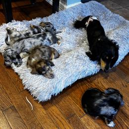Dachshund puppies from Cortney Hart