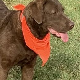 Pip - Chesapeake Bay Retriever