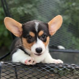 Cobalt - Black and tan male American Corgi puppy in Hope, Arkansas from Foxy Knoll Farm