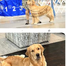 Golden Retriever puppies from Chrysanthos Golden Retrievers