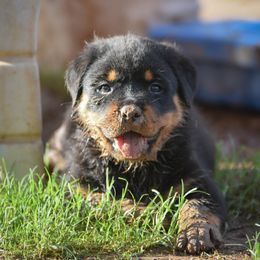 Labrador Retriever and Rottweiler Puppies from Merakxel