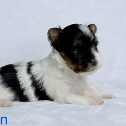 Austin - Black tan and white male Biewer Terrier puppy in Cartersville, Georgia from Alpha Tiny Paws