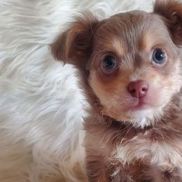 Chihuahuas from Goodlen Pups