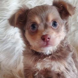 Chihuahuas from Goodlen Pups