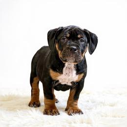 Daisy - Black tri-color female American Bully puppy in Conroe, Texas from Titanium Kilo Kennels Texas